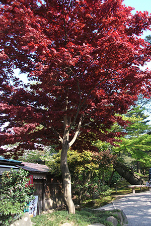 兼六園