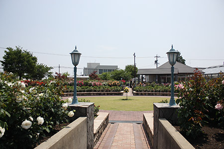 大野町バラ公園全体の様子