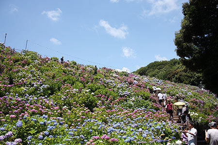 形原温泉あじさいの里