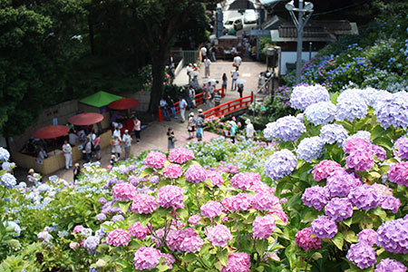 形原温泉あじさいの里