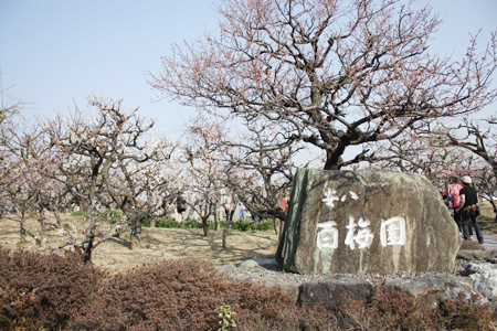 安八百梅園