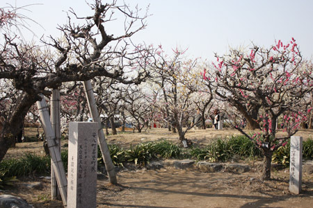 安八百梅園