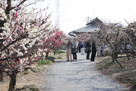 安八百梅園