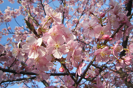 乙川堤の葵桜