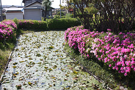 浅野公園のつつじ