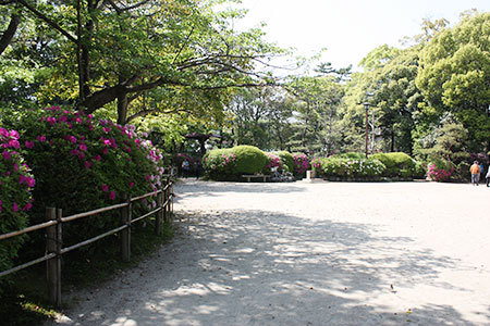 浅野公園のつつじ