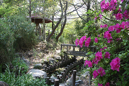 浅野公園のつつじ