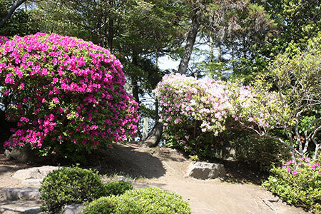 浅野公園のつつじ