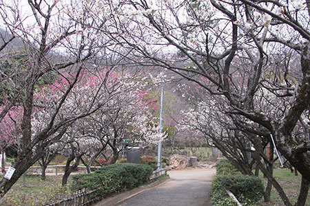梅林公園
