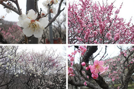 梅林公園