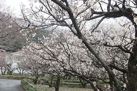 梅林公園