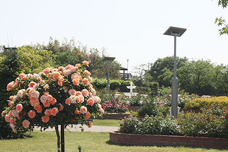 ばら公園いこいの広場
