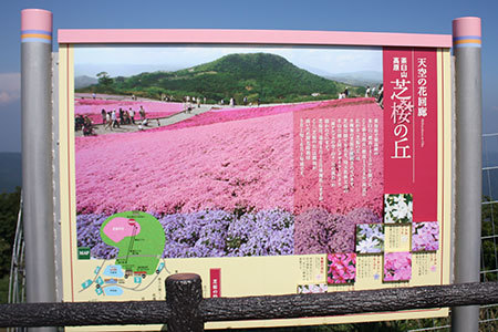 茶臼山高原芝桜
