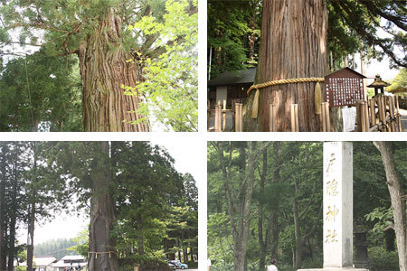 戸隠神社中社三本杉
