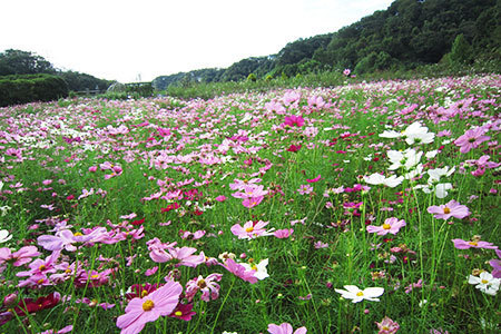 花フェスタ記念公園コスモスまつり