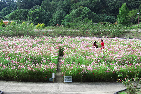 花フェスタ記念公園コスモスまつり