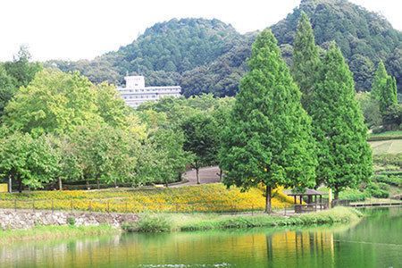 花フェスタ記念公園コスモスまつり