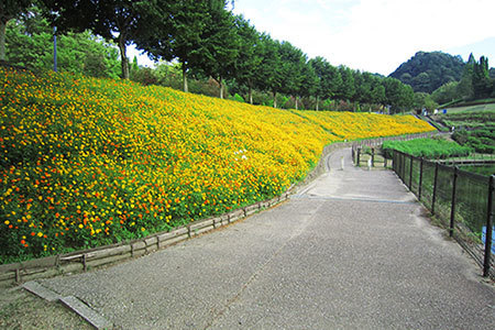 花フェスタ記念公園コスモスまつり
