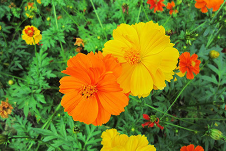 花フェスタ記念公園コスモスまつり
