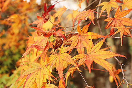 円興寺の紅葉