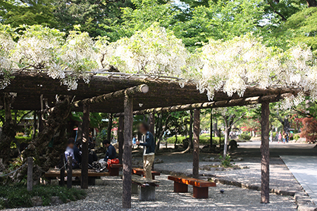 岐阜公園季節の花