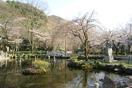 岐阜公園の桜