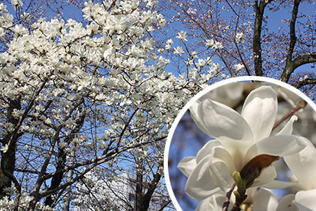 岐阜公園の桜