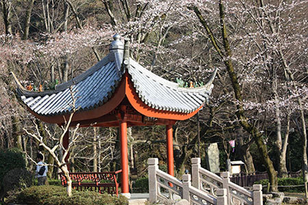 岐阜公園の桜