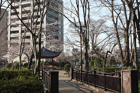 岐阜公園の桜