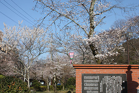 岐阜公園の桜