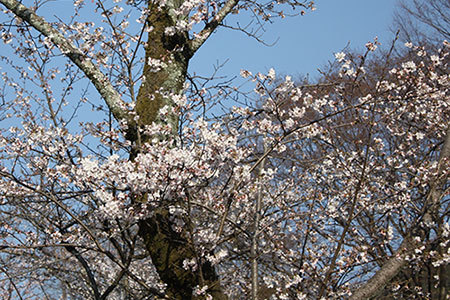 岐阜公園の桜