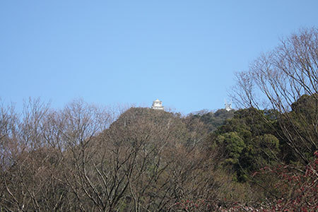 岐阜公園の桜