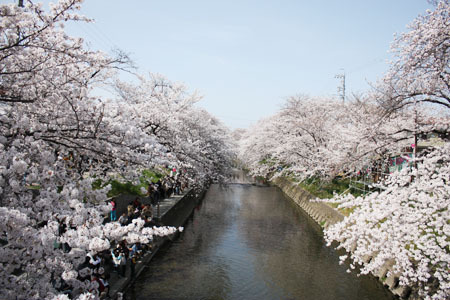 五条川の桜