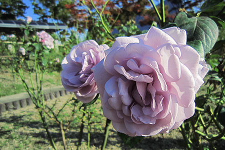 花フェスタ記念公園の秋バラまつり
