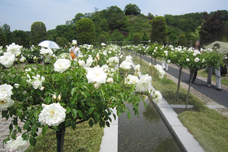 花フェスタ記念公園