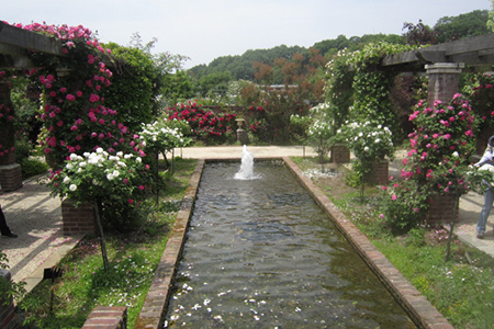 花フェスタ記念公園のばら