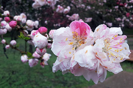 谷汲はなもも公園
