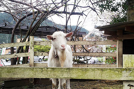 谷汲はなもも公園