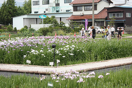 曽根城花しょうぶ祭り