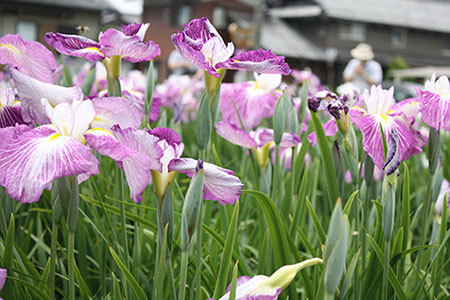 曽根城花しょうぶ祭り