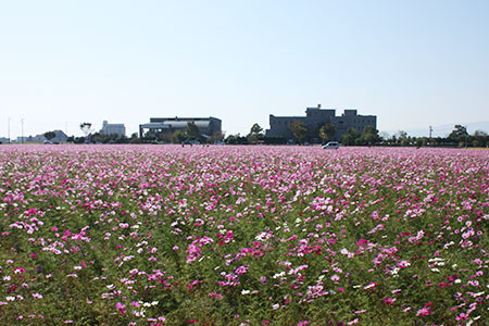 羽島市のコスモス畑