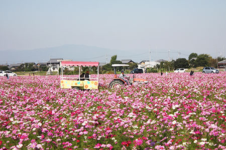 羽島市のコスモス畑