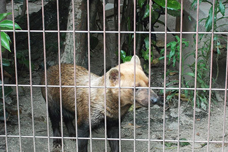 東山動物園肉食動物