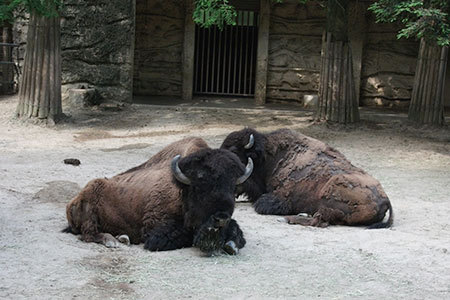 東山動物園バッファロー