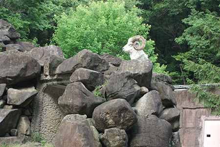 東山動物園やぎ