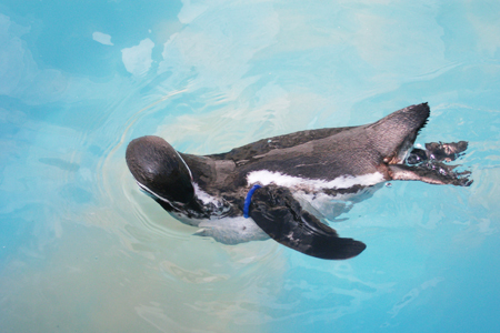 東山動物園ペンギン