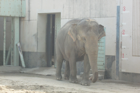 東山動物園ゾウ