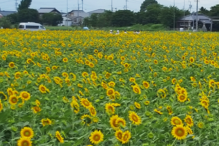 羽島ひまわり
