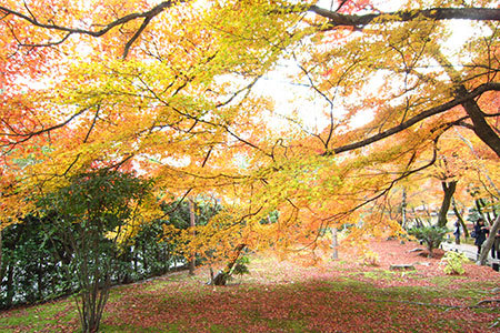 宝厳院の紅葉