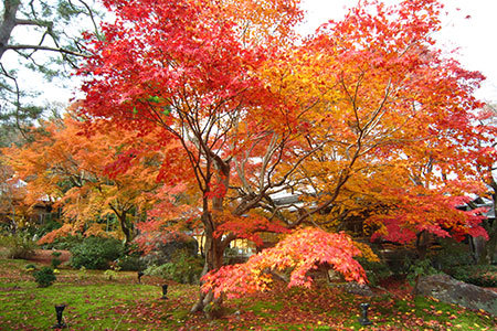 宝厳院の紅葉